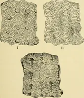An illustration from The microscopy of vegetable foods, with special reference to the detection of adulteration and the diagnosis of mixtures (1916)