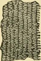 An illustration from The microscopy of vegetable foods, with special reference to the detection of adulteration and the diagnosis of mixtures (1916)
