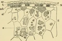 An illustration from The microscopy of vegetable foods, with special reference to the detection of adulteration and the diagnosis of mixtures (1916)