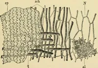 An illustration from The microscopy of vegetable foods, with special reference to the detection of adulteration and the diagnosis of mixtures (1916)