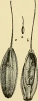 An illustration from The microscopy of vegetable foods, with special reference to the detection of adulteration and the diagnosis of mixtures (1916)