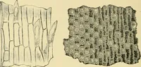 An illustration from The microscopy of vegetable foods, with special reference to the detection of adulteration and the diagnosis of mixtures (1916)