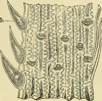 An illustration from The microscopy of vegetable foods, with special reference to the detection of adulteration and the diagnosis of mixtures (1916)