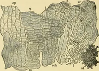 An illustration from The microscopy of vegetable foods, with special reference to the detection of adulteration and the diagnosis of mixtures (1916)