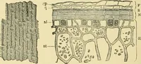 An illustration from The microscopy of vegetable foods, with special reference to the detection of adulteration and the diagnosis of mixtures (1916)