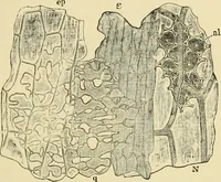 An illustration from The microscopy of vegetable foods, with special reference to the detection of adulteration and the diagnosis of mixtures (1916)