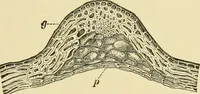 An illustration from The microscopy of vegetable foods, with special reference to the detection of adulteration and the diagnosis of mixtures (1916)