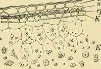 An illustration from The microscopy of vegetable foods, with special reference to the detection of adulteration and the diagnosis of mixtures (1916)