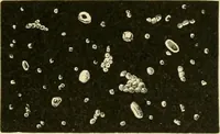 An illustration from The microscopy of vegetable foods, with special reference to the detection of adulteration and the diagnosis of mixtures (1916)