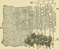 An illustration from The microscopy of vegetable foods, with special reference to the detection of adulteration and the diagnosis of mixtures (1916)