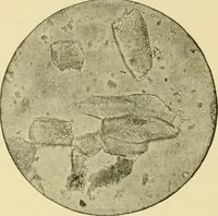 An illustration from The microscopy of vegetable foods, with special reference to the detection of adulteration and the diagnosis of mixtures (1916)