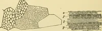 An illustration from The microscopy of vegetable foods, with special reference to the detection of adulteration and the diagnosis of mixtures (1916)