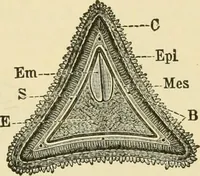 An illustration from The microscopy of vegetable foods, with special reference to the detection of adulteration and the diagnosis of mixtures (1916)