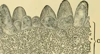 An illustration from The microscopy of vegetable foods, with special reference to the detection of adulteration and the diagnosis of mixtures (1916)