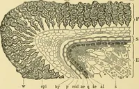 An illustration from The microscopy of vegetable foods, with special reference to the detection of adulteration and the diagnosis of mixtures (1916)
