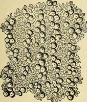 An illustration from The microscopy of vegetable foods, with special reference to the detection of adulteration and the diagnosis of mixtures (1916)