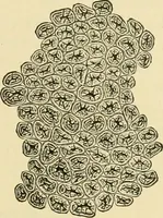 An illustration from The microscopy of vegetable foods, with special reference to the detection of adulteration and the diagnosis of mixtures (1916)