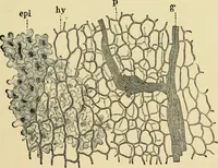 An illustration from The microscopy of vegetable foods, with special reference to the detection of adulteration and the diagnosis of mixtures (1916)
