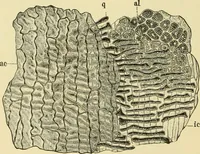 An illustration from The microscopy of vegetable foods, with special reference to the detection of adulteration and the diagnosis of mixtures (1916)