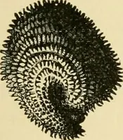 An illustration from The microscopy of vegetable foods, with special reference to the detection of adulteration and the diagnosis of mixtures (1916)