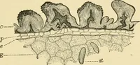 An illustration from The microscopy of vegetable foods, with special reference to the detection of adulteration and the diagnosis of mixtures (1916)