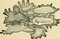 An illustration from The microscopy of vegetable foods, with special reference to the detection of adulteration and the diagnosis of mixtures (1916)