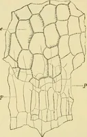 An illustration from The microscopy of vegetable foods, with special reference to the detection of adulteration and the diagnosis of mixtures (1916)