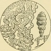 An illustration from The microscopy of vegetable foods, with special reference to the detection of adulteration and the diagnosis of mixtures (1916)