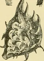 An illustration from The microscopy of vegetable foods, with special reference to the detection of adulteration and the diagnosis of mixtures (1916)