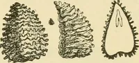 An illustration from The microscopy of vegetable foods, with special reference to the detection of adulteration and the diagnosis of mixtures (1916)