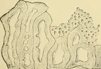 An illustration from The microscopy of vegetable foods, with special reference to the detection of adulteration and the diagnosis of mixtures (1916)
