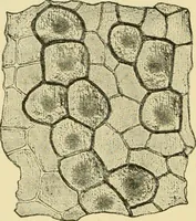 An illustration from The microscopy of vegetable foods, with special reference to the detection of adulteration and the diagnosis of mixtures (1916)