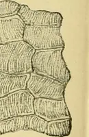 An illustration from The microscopy of vegetable foods, with special reference to the detection of adulteration and the diagnosis of mixtures (1916)