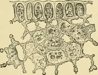 An illustration from The microscopy of vegetable foods, with special reference to the detection of adulteration and the diagnosis of mixtures (1916)