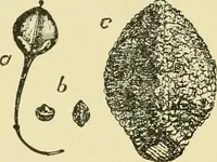 An illustration from The microscopy of vegetable foods, with special reference to the detection of adulteration and the diagnosis of mixtures (1916)