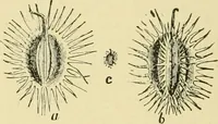 An illustration from The microscopy of vegetable foods, with special reference to the detection of adulteration and the diagnosis of mixtures (1916)