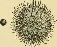 An illustration from The microscopy of vegetable foods, with special reference to the detection of adulteration and the diagnosis of mixtures (1916)