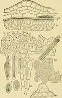 An illustration from The microscopy of vegetable foods, with special reference to the detection of adulteration and the diagnosis of mixtures (1916)