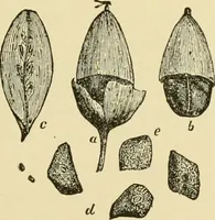 An illustration from The microscopy of vegetable foods, with special reference to the detection of adulteration and the diagnosis of mixtures (1916)
