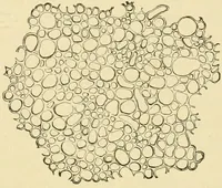 An illustration from The microscopy of vegetable foods, with special reference to the detection of adulteration and the diagnosis of mixtures (1916)