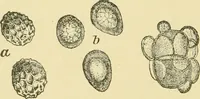 An illustration from The microscopy of vegetable foods, with special reference to the detection of adulteration and the diagnosis of mixtures (1916)