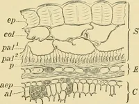 An illustration from The microscopy of vegetable foods, with special reference to the detection of adulteration and the diagnosis of mixtures (1916)