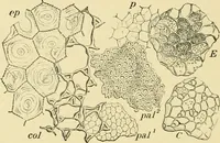 An illustration from The microscopy of vegetable foods, with special reference to the detection of adulteration and the diagnosis of mixtures (1916)