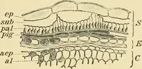 An illustration from The microscopy of vegetable foods, with special reference to the detection of adulteration and the diagnosis of mixtures (1916)