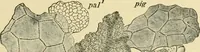 An illustration from The microscopy of vegetable foods, with special reference to the detection of adulteration and the diagnosis of mixtures (1916)