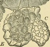 An illustration from The microscopy of vegetable foods, with special reference to the detection of adulteration and the diagnosis of mixtures (1916)