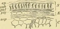 An illustration from The microscopy of vegetable foods, with special reference to the detection of adulteration and the diagnosis of mixtures (1916)