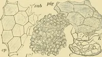 An illustration from The microscopy of vegetable foods, with special reference to the detection of adulteration and the diagnosis of mixtures (1916)