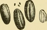 An illustration from The microscopy of vegetable foods, with special reference to the detection of adulteration and the diagnosis of mixtures (1916)
