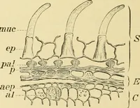 An illustration from The microscopy of vegetable foods, with special reference to the detection of adulteration and the diagnosis of mixtures (1916)